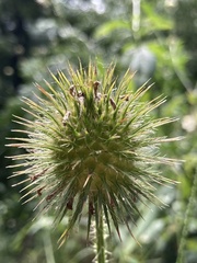Dipsacus strigosus