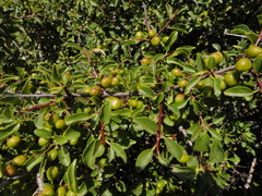 Rhamnus saxatilis