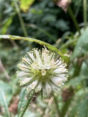Dipsacus strigosus
