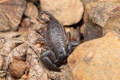 Opisthacanthus laevipes