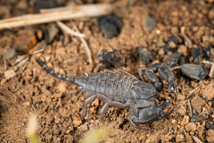 Opisthacanthus laevipes