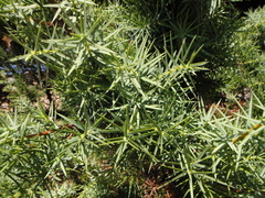 Juniperus deltoides