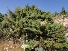 Juniperus deltoides