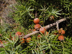Juniperus deltoides