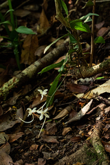 Aerangis appendiculata image