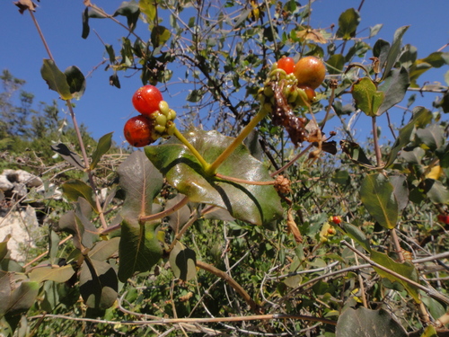 Etruščanska kozja krv (Lonicera etrusca)