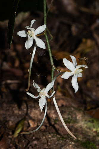 Aerangis appendiculata (De Wild.) Schltr. 2