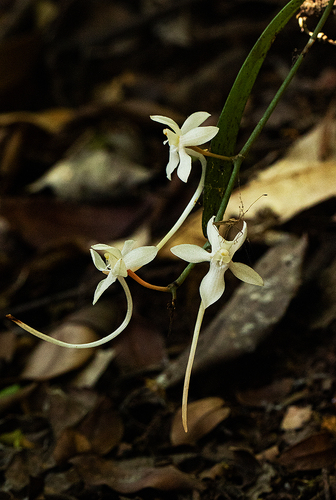 Aerangis appendiculata image