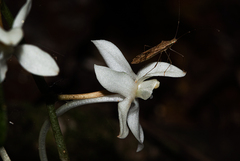 Aerangis appendiculata image