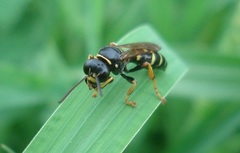 Gorytes quinquecinctus