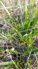 Monsonia speciosa