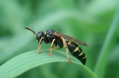 Gorytes quinquecinctus