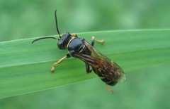 Gorytes quinquecinctus