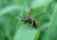 Gorytes quinquecinctus