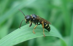 Gorytes quinquecinctus