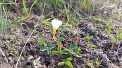 Oxalis minuta