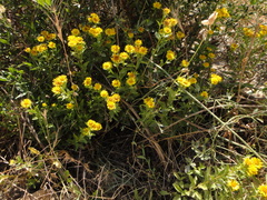 Pentanema spiraeifolium