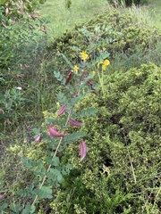 Colutea