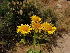Pentanema spiraeifolium