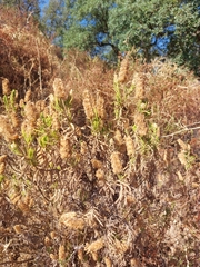 Lavandula viridis
