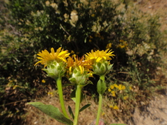 Pentanema spiraeifolium