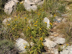Pentanema spiraeifolium