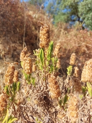 Lavandula viridis