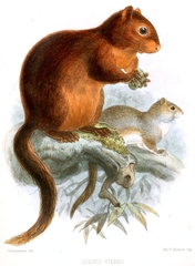Southern Palawan Tree Squirrel photo 2