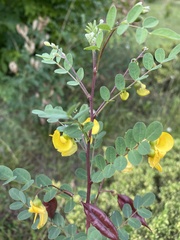 Colutea