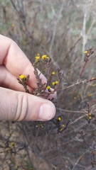 Marasmodes dummeri