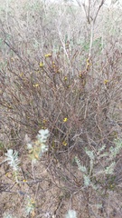 Marasmodes dummeri