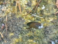 Dytiscus semisulcatus