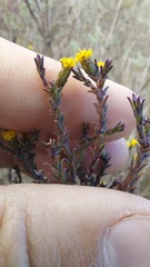 Marasmodes dummeri