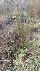 Othonna stenophylla
