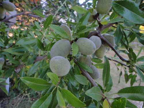 mandľa obyčajná (Prunus amygdalus)