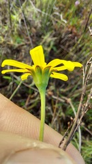 Othonna stenophylla