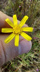 Othonna stenophylla