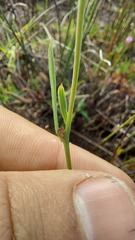 Othonna stenophylla