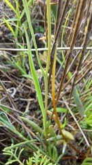 Othonna stenophylla