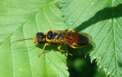 Pamphilius inanitus
