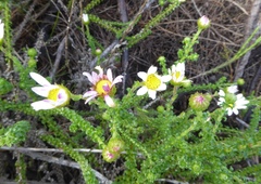 Polyarrhena reflexa reflexa