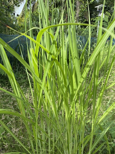 Cogon Grass