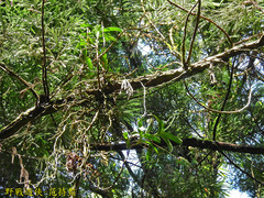 Cleisostoma paniculatum