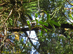 Cleisostoma paniculatum