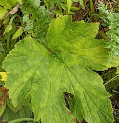 Eriocapitella vitifolia
