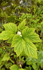 Eriocapitella vitifolia