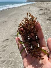 Ericaria selaginoides