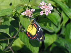 Delias eumolpe
