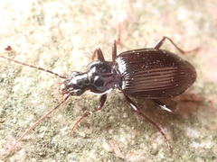 Limodromus assimilis
