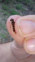 Episyrphus glaber